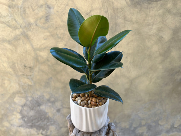 Ficus Elastica Robusta