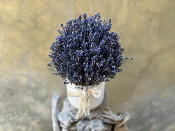 Dried Lavender in a White Pot - Everlasting Blooms