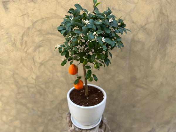 Citrus Aurantiifolia Plant in a White Pot