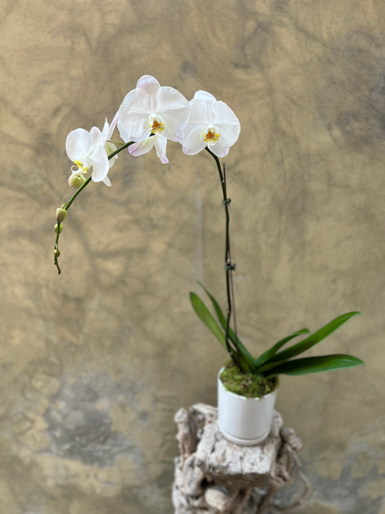 Waterfall White Orchid in a White Pot