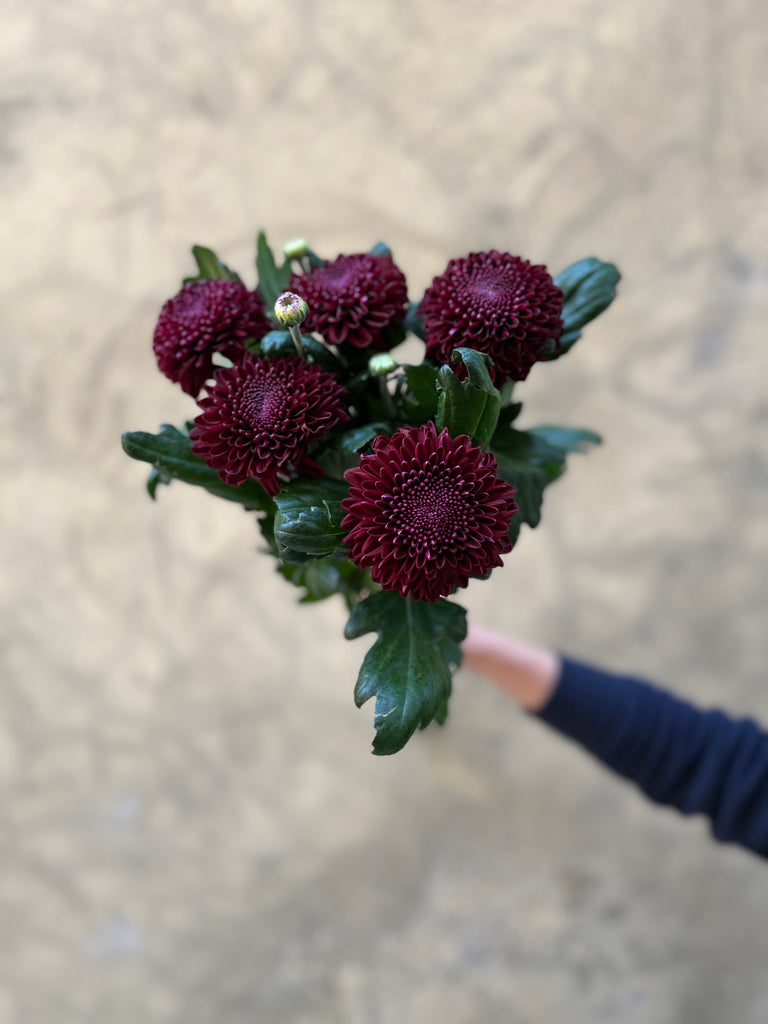 Dark Purple Chrysanthemums - The Home Edit