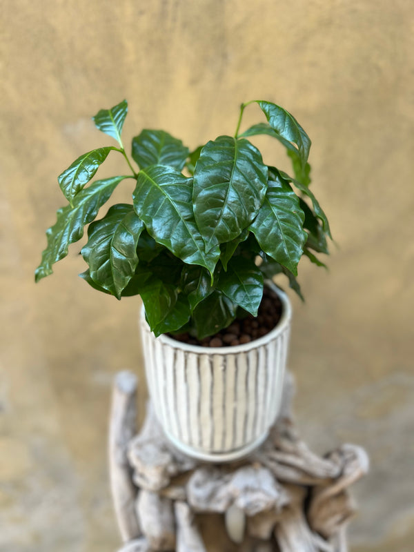 Coffea Arabica Plant