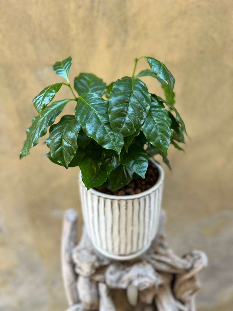 Coffea Arabica Plant