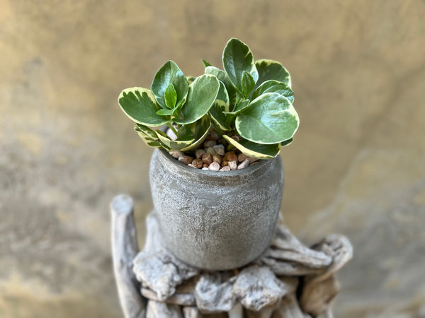 Peperomia Obtusifolia