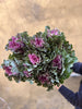 Brassica (Kale) - The Home Edit