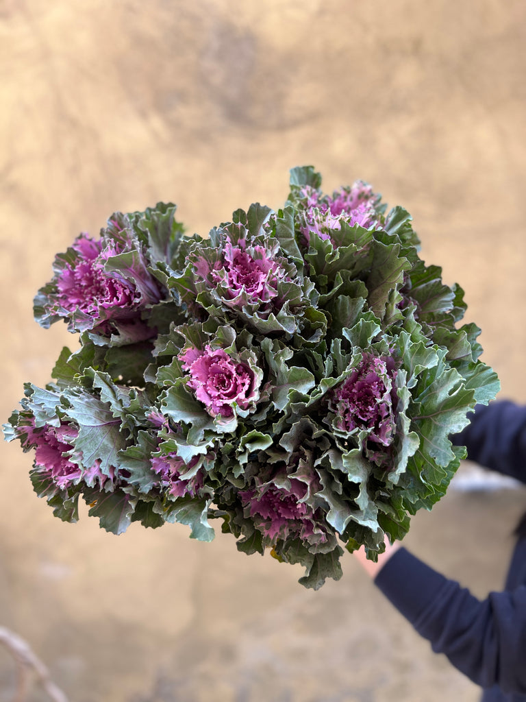 Brassica (Kale) - The Home Edit