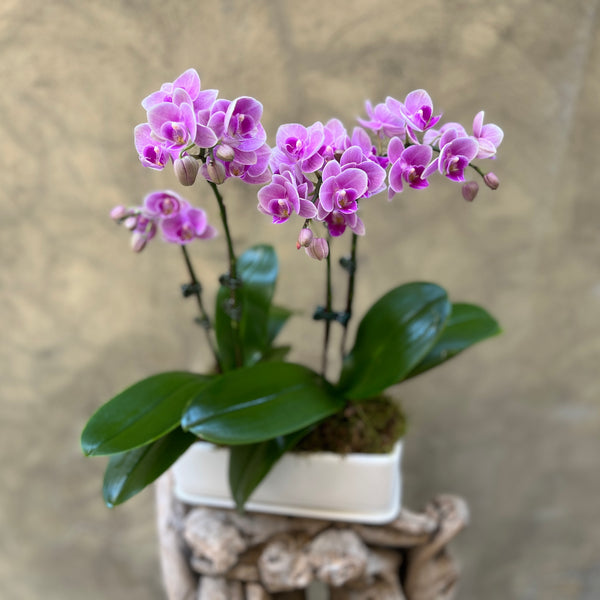 Purple Orchid Planter in a Rectangular Pot