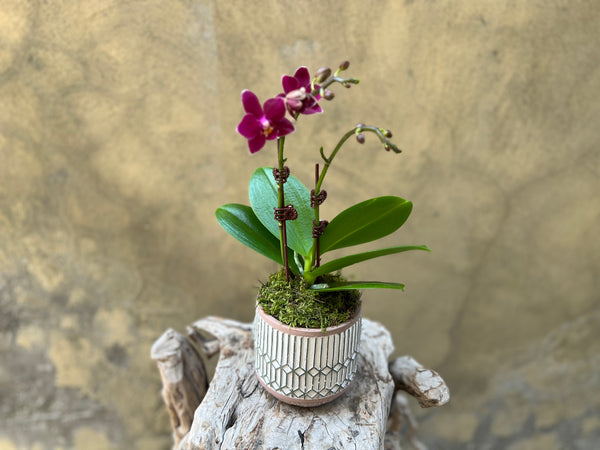 Mini Purple Orchid in a Decorative Pot