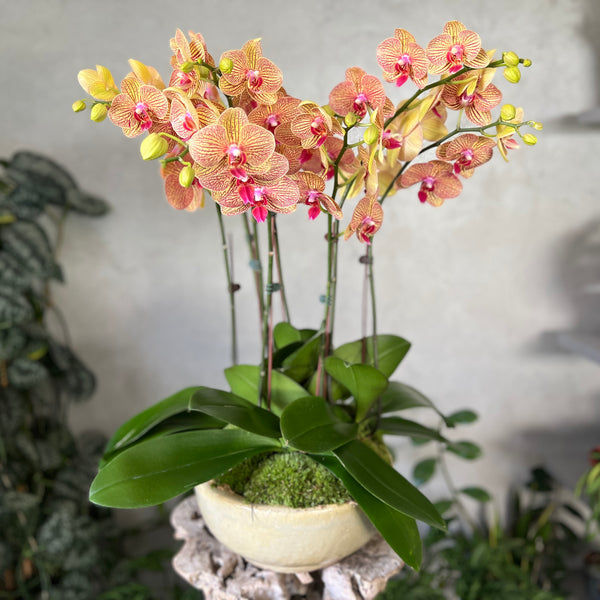 Canary Orchid Planter
