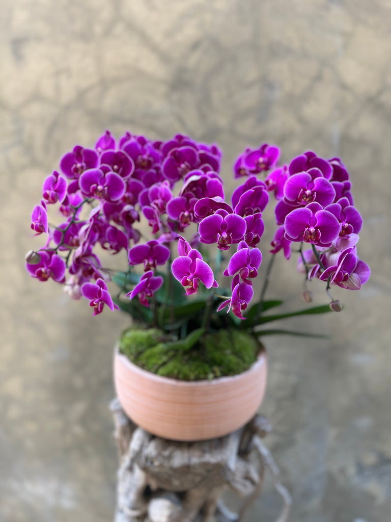 Purple Orchid Planter in a Clay Pot