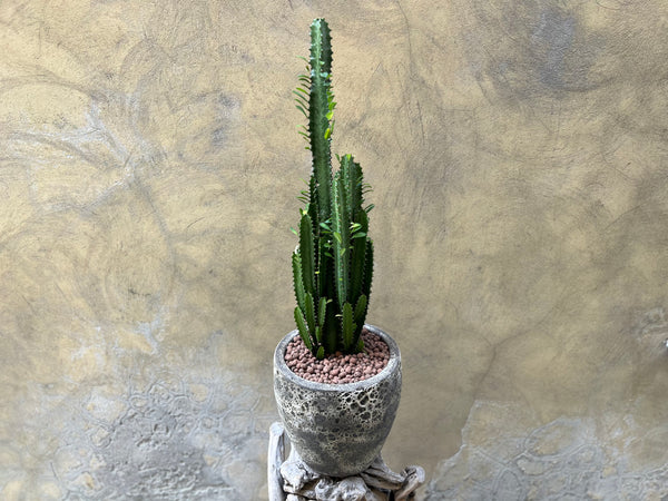 Euphorbia Trigona