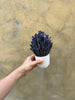 Mini Lavender Set - Everlasting Blooms