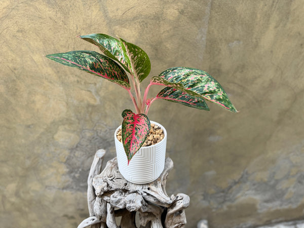 Aglaonema Lychee Red