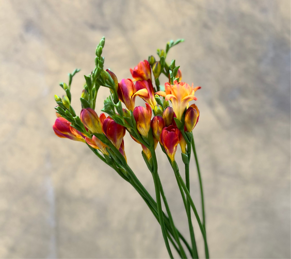 Fragrant Periwinkle Freesias - The Home Edit
