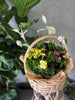 Planter Gift in a Medium Basket