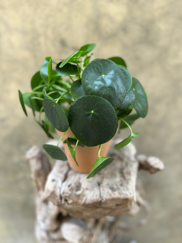Pilea Planter in a Claypot
