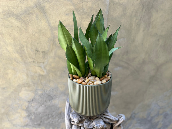 Sanseveria Moonshine