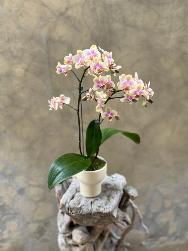 Peach Orchid Planter in High-Footed Pot