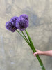 Purple Allium Gladiator - The Home Edit