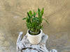 Lucky Bamboo