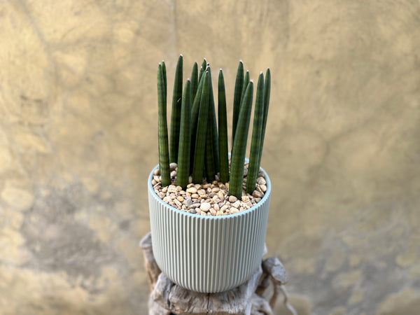 Sansevieria Cylindrica in Sage Pot