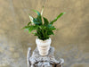 Spathyphyllium in Decorative Pot