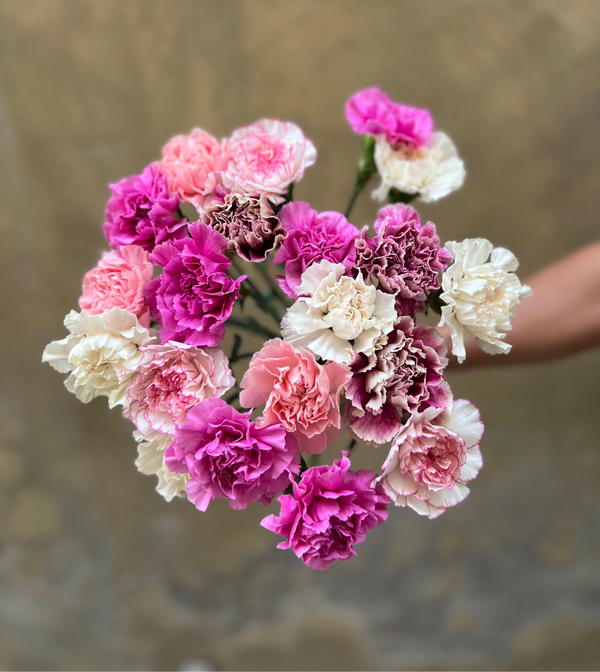Carnation Medley - The Home Edit