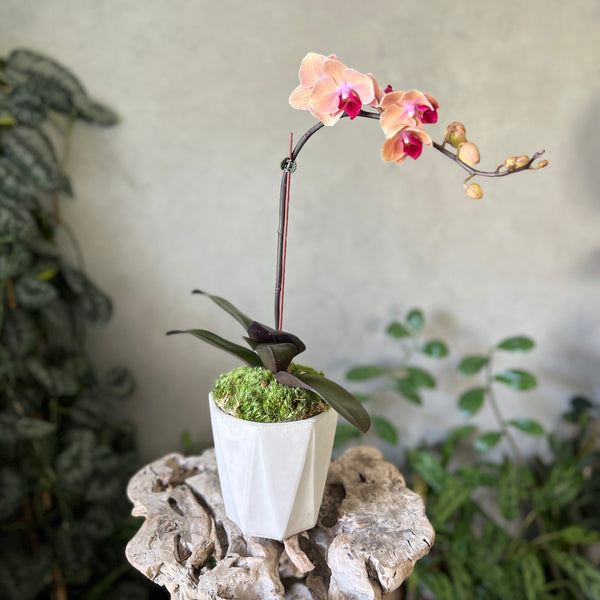 Peach Orchid Planter in Concrete Pot