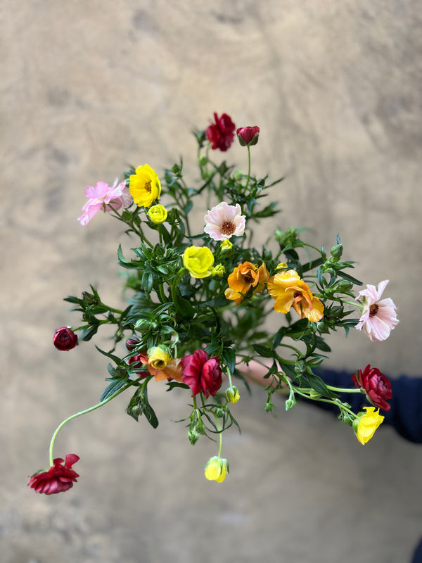 Mixed Butterfly Ranunculus - The Home Edit