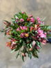 Orange and Pink Alstromeria - The Home Edit