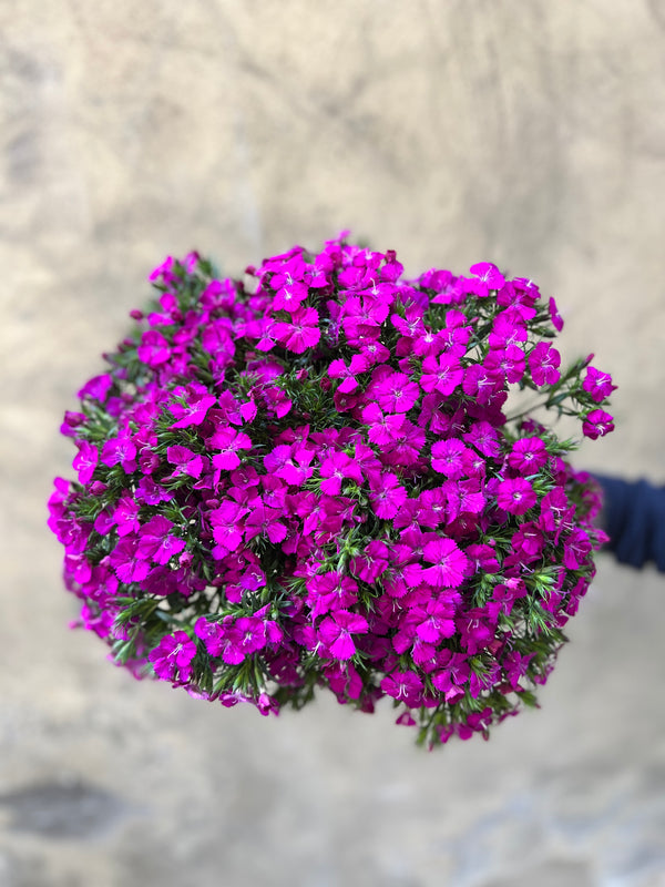 Purple Dianthus  - The Home Edit