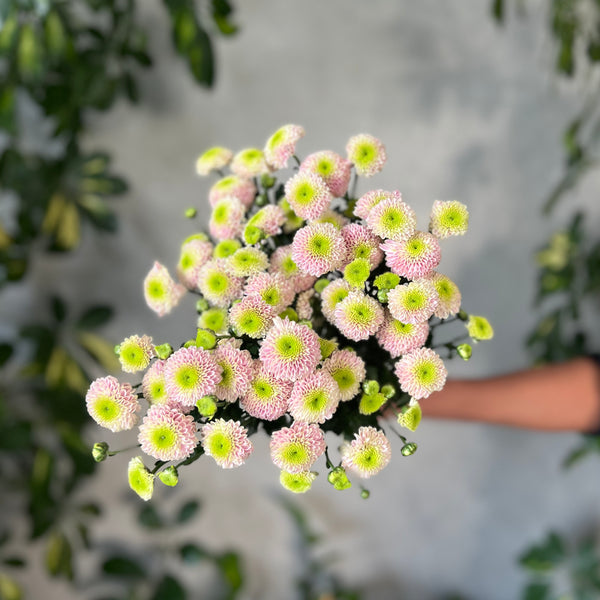 Chrysanthemum Santini Jeanny - The Home Edit