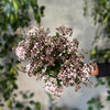 Eupatorium - The Home Edit