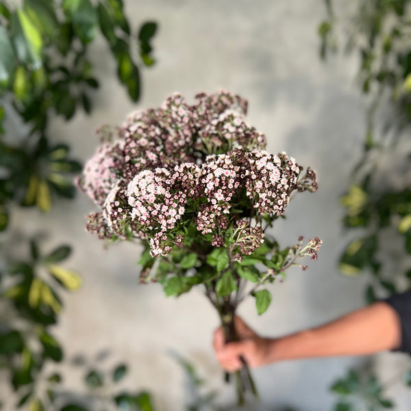 Eupatorium - The Home Edit