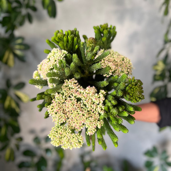 Brunia and Sedum Mix - The Home Edit