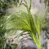 Panicum Fountain - The Home Edit