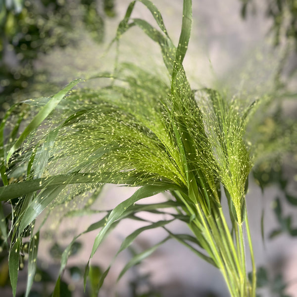 Panicum Fountain - The Home Edit