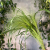 Panicum Fountain - The Home Edit