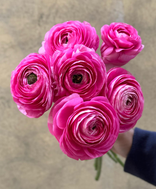 Dark Pink Ranunculus - The Home Edit