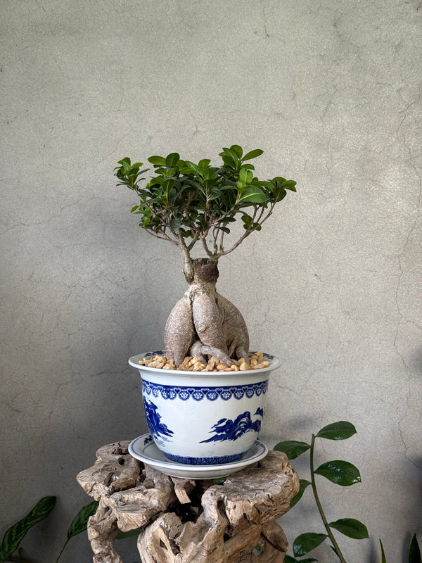 Ficus Ginseng (Bonsai) in a Chinoiserie Pot
