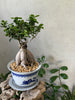 Ficus Ginseng (Bonsai) in a Chinoiserie Pot