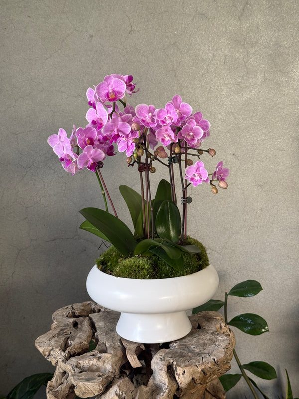 Purple Orchid in White Footed Pot