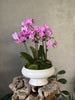 Purple Orchid in White Footed Pot