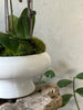 Purple Orchid in White Footed Pot