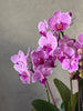 Purple Orchid in White Footed Pot