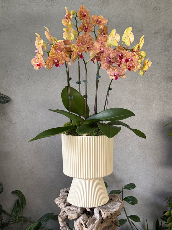 Honey Speckled Orchid in a Cream Footed Pot