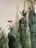 Fresh Green Pine Christmas Trees - Dec 3-6, 2024 Delivery