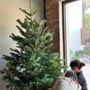 Fresh Green Pine Christmas Trees - Dec 3-6, 2024 Delivery