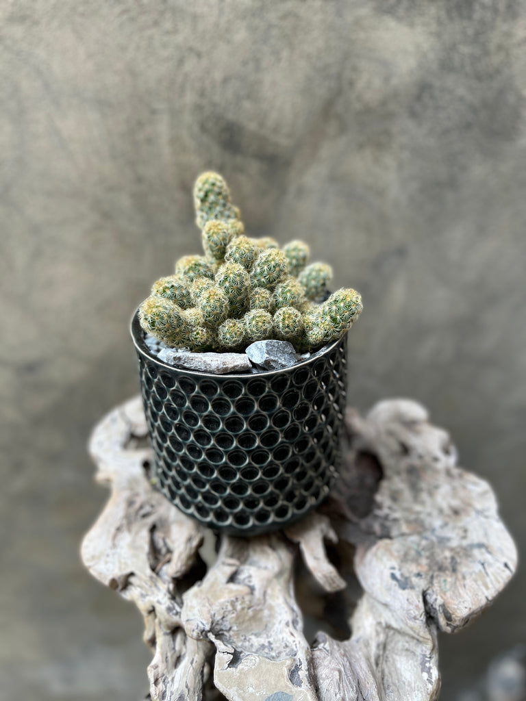 Gold Lace Ladyfinger Cactus in Decorative Pot