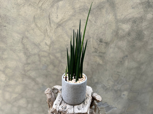 Sansevieria Cylindrica in Grey Speckled Pot